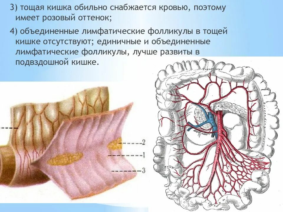 Тощая кишка. Тощая и подвздошная кишка фолликулы. Лимфатические фолликулы в подвздошной кишке. Лимфатические фолликулы тощей кишки.