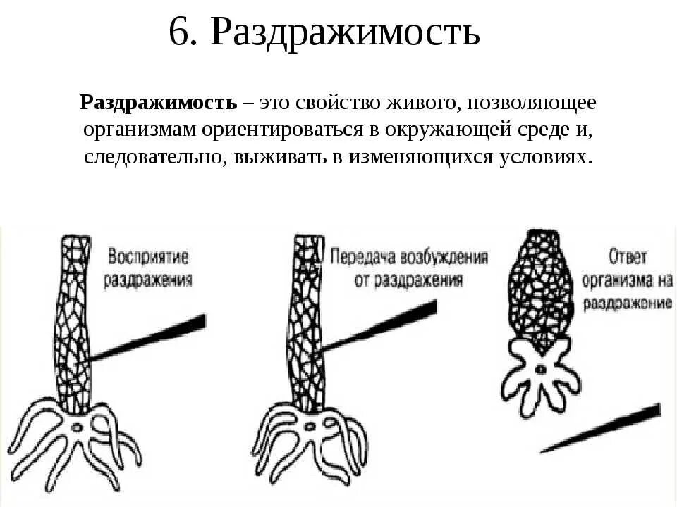 Раздражимость свойство живых организмов. Раздражимость характеристика. Свойства живого раздражимость. Раздражимость как свойство живого организма.