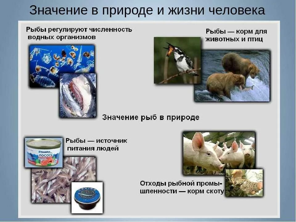 Значение класса рыбы. Значение рыб в природе и жизни человека 8 класс биология. значение рыб в природе и жизни человека 7 класс биология. значение рыб для человека 7 класс биология. роль рыб в природе и жизни человека биология 7 класс.