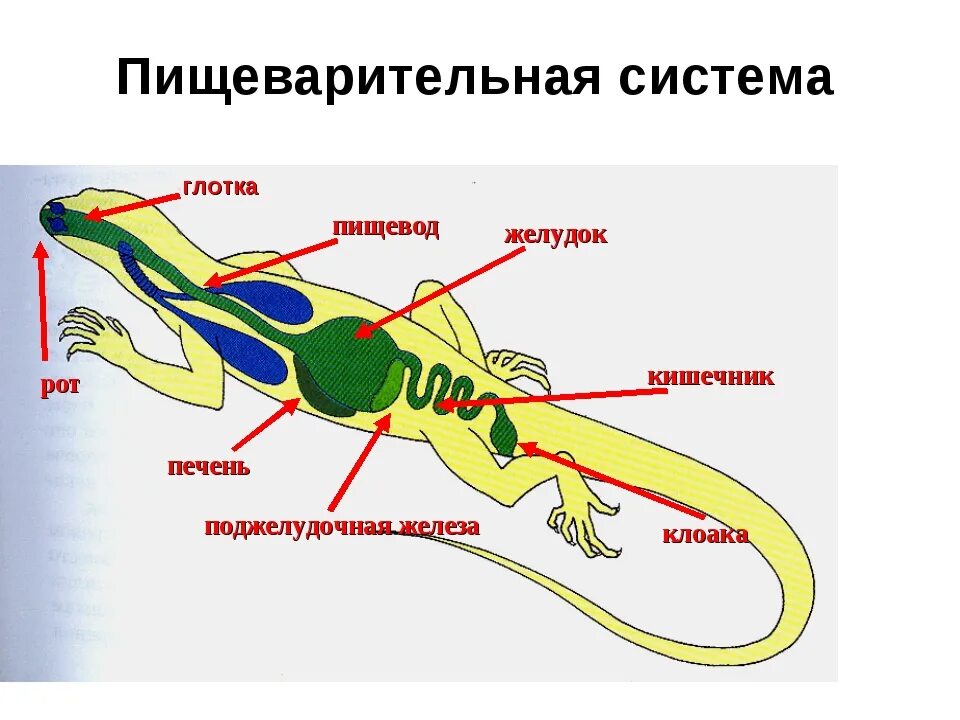 Внутренние органы рептилий. Пищеварительная система прыткой ящерицы. Схема строения пищеварительной системы пресмыкающихся. Пресмыкающиеся строение пищеварительной системы. Внутреннее строение пресмыкающихся пищеварительная система.