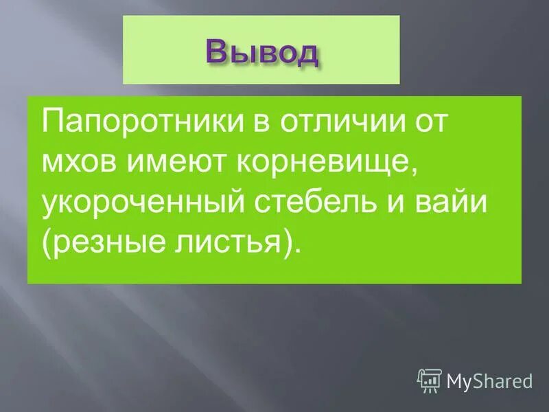 вывод папоротника. вывод папоротника. вывод хвощи плауны и папоротники. вывод папоротников. вывод папоротников.