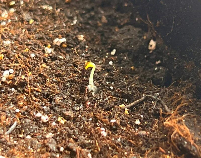 семена жизни. росток из семени. растение в руках. красивые семечки. чистота семян.