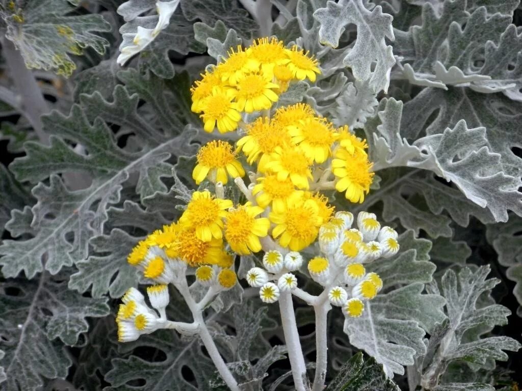 Какую температуру выдерживает цинерария. Цинерария приморская (senecio cineraria). цинерария крестовник. крестовник приморский (цинерария приморская). цинерария приморская cineraria maritima.