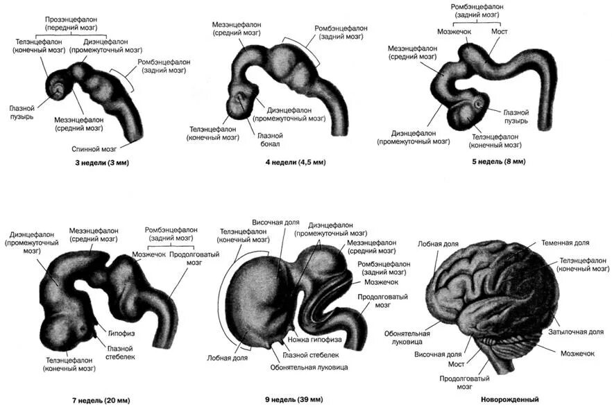 Внутриутробное развитие мозга. Эмбриогенез головного мозга схема. Онтогенез головного мозга анатомия. Стадии эмбрионального развития мозга. Схему развития головного мозга человека.