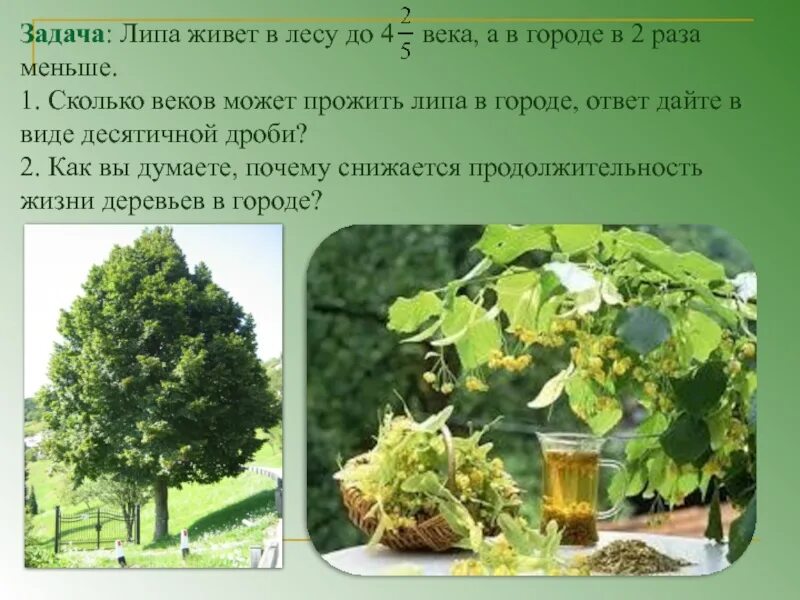 Липам жить. Липа срок жизни дерева. В городе сколько живет липа. Липа дерево жизненная форма.