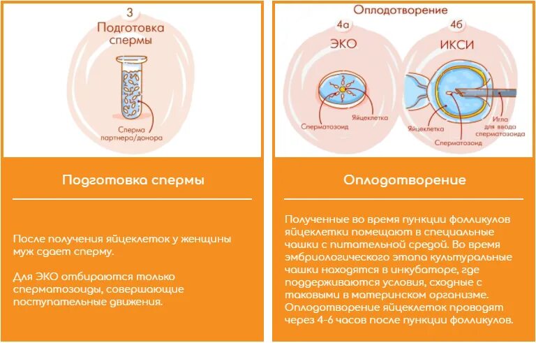 Сколько раз делали эко. Эко+икси этапы. эко экстракорпоральное оплодотворение. этапы экстракорпоральное оплодотворение. этапы экстракорпорального оплодотворения.