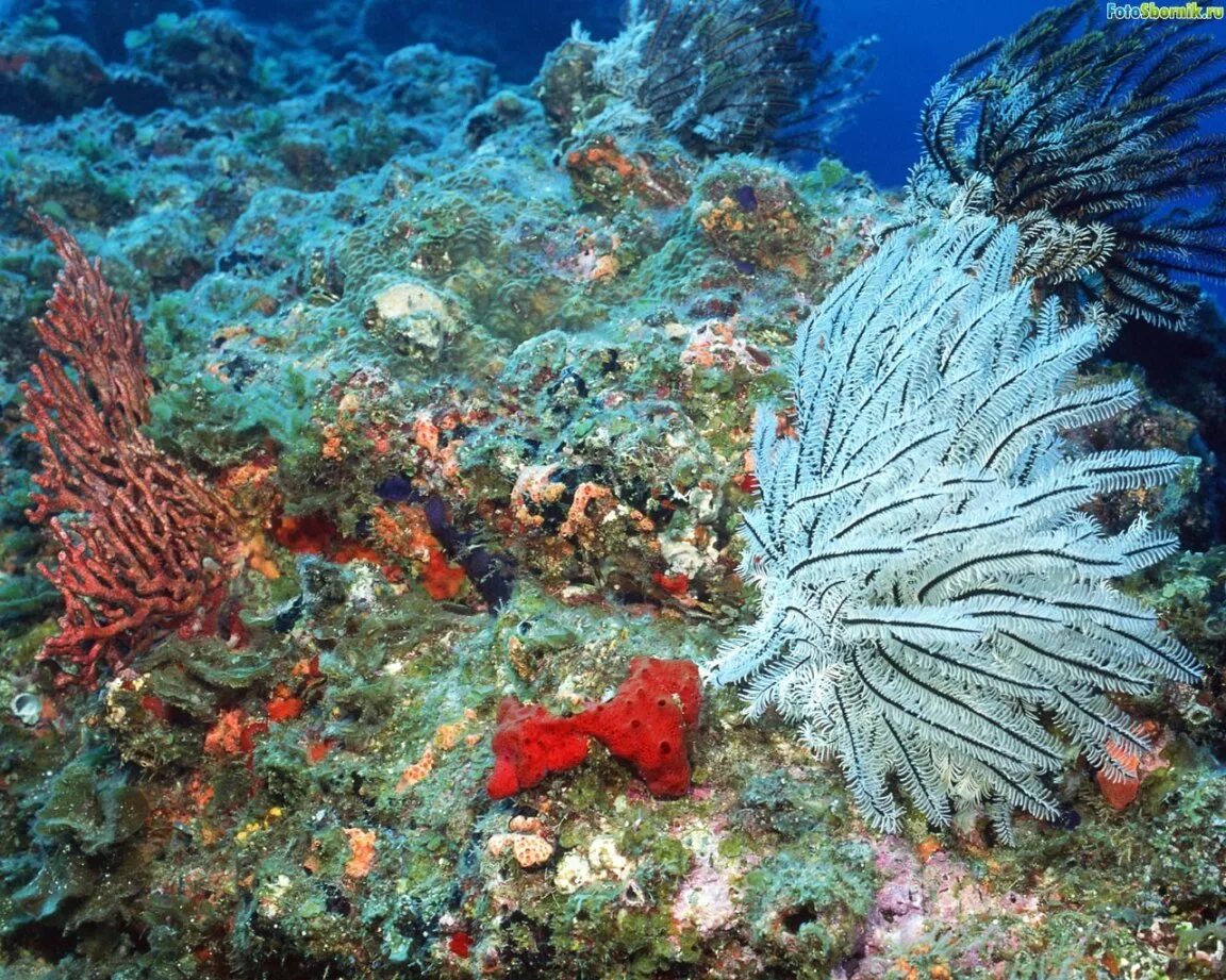 раджа ампат кораллы. морское дно кораллы. морское дно. морские глубины. морское дно.