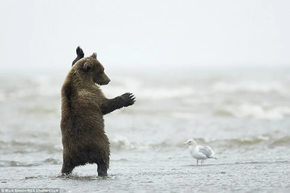 Где медведь танцует. Медведь танцует. Танцующий Медвежонок. Медвежонок танцует. Бурый медведь танцует.