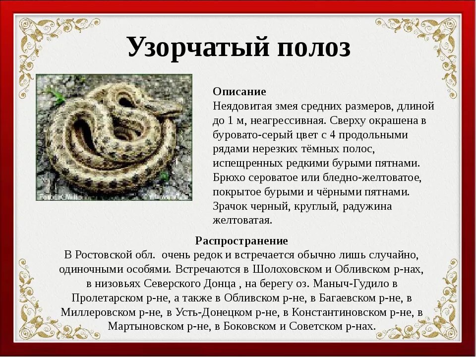 Змея содержание. Узорчатый полоз красная книга. узорчатый полоз фото и описание. полоз узорчатый змея ядовитая или нет. полоз змея описание.
