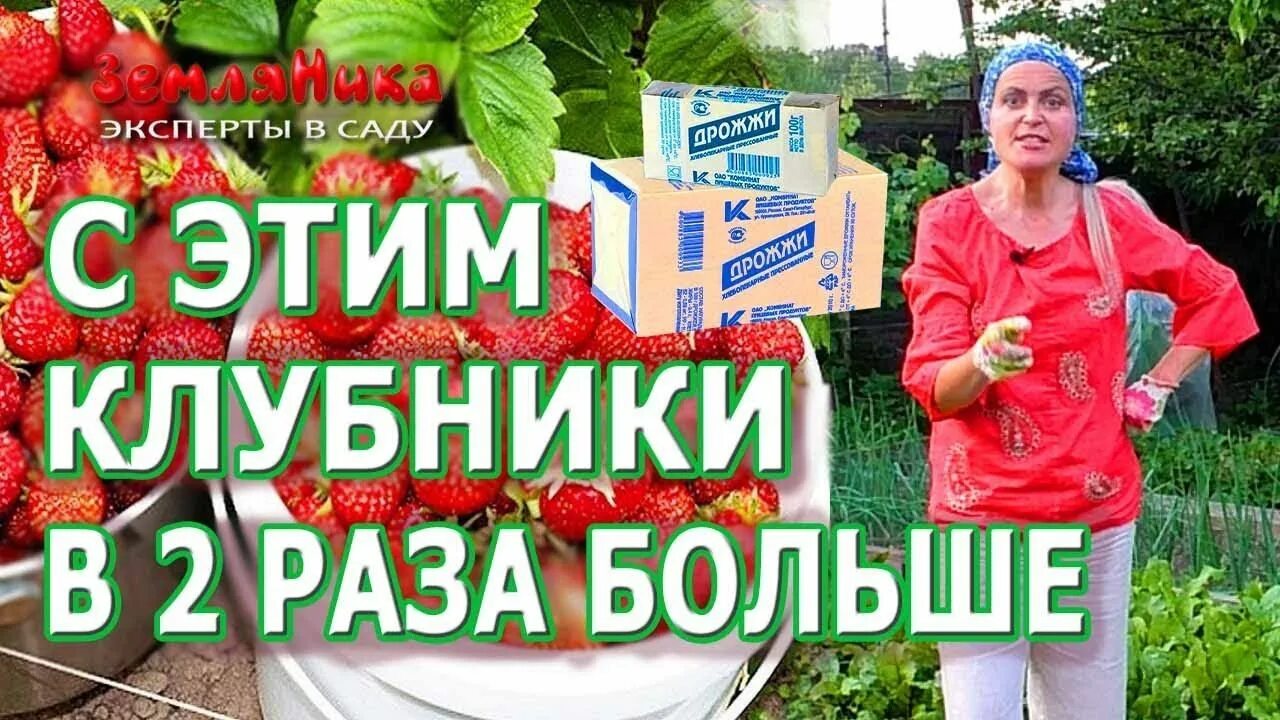 Можно подкармливать клубнику дрожжами