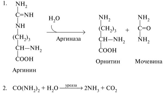Уреаза фермент. Уреаза формула структурная. Уреаза мочевина. Уреаза фермент. Структура уреазы.