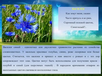 Синь васильки текст