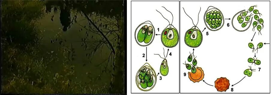 Водоросли оплодотворение. Размножение хламидомонады схема. Цикл хламидомонады схема. Бесполое размножение хламидомонады. Цикл развития хламидомонады схема.