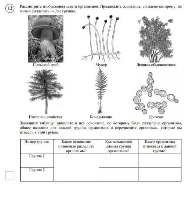 Впр 7 класс тип 7. Рассмотрите изображение шести организмов. Рассмотрите изображение шести организмов предложите. Рассмотрите изображение шести организмов предложите основание. Рассмотрите изображение.
