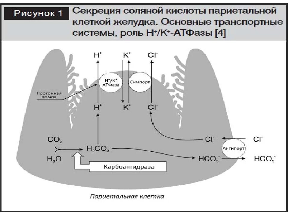 Секреции соляной кислоты. Механизм секреции соляной кислоты. схема секреции соляной кислоты в желудке. механизм секреции соляной кислоты в желудке. секреция соляной кислоты в желудке биохимия.