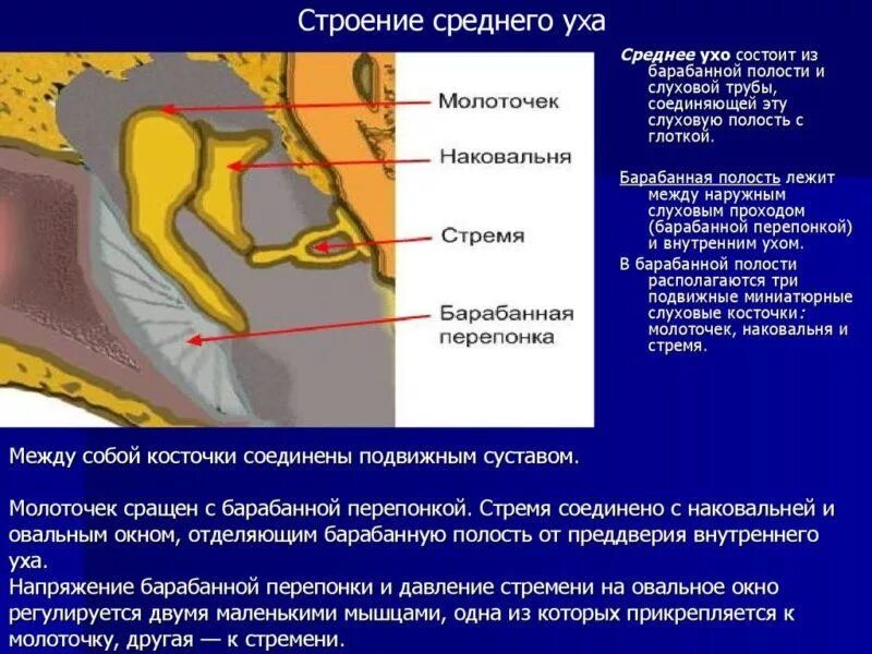 Строение наружного уха барабанная перепонка. Строение полости среднего уха. Строение уха полость среднего уха. Строение уха человека среднее ухо.