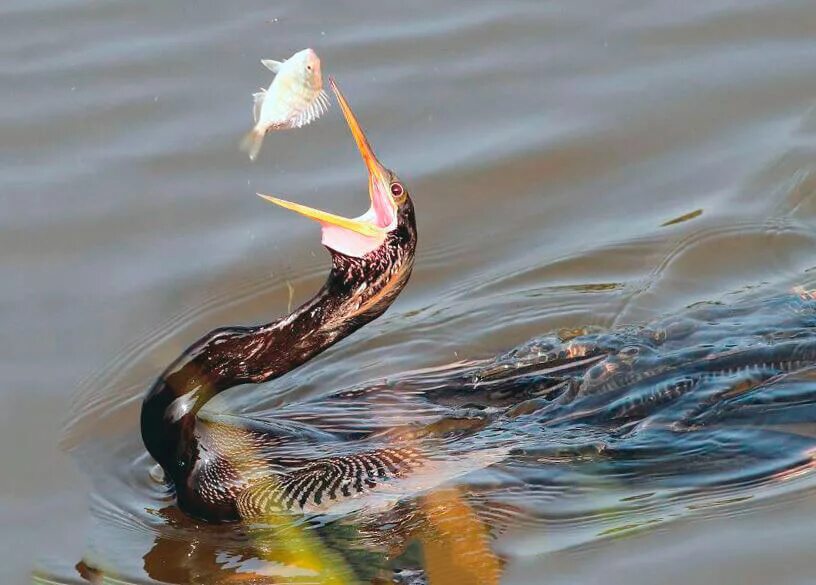 Американская змеешейка. Индийская змеешейка птица. Змеешейка в воде. Змеешейка Радужная. Скоростная съемка 5 букв