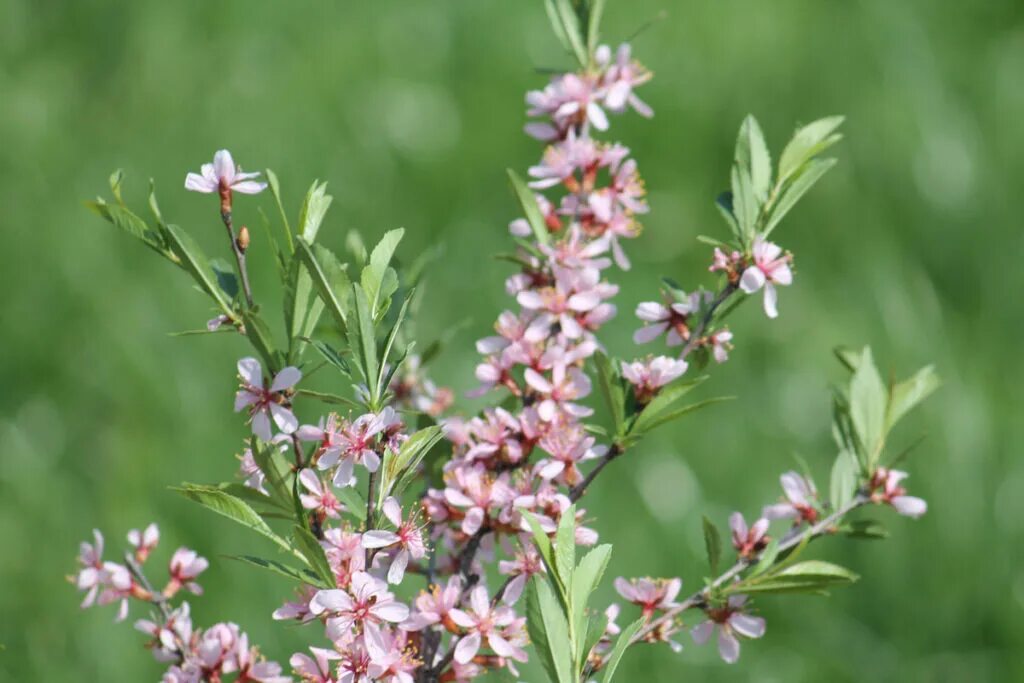 Миндаль Степной бобовник. Степной миндаль Плантариум. Миндаль низкий Prunus tenella. Миндаль Степной (Prunus tenella).