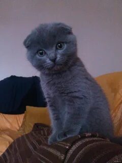 Серый вислоухий котенок