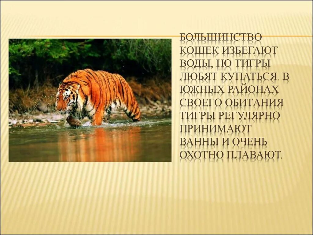 Легенды о животных 2 класс окружающий мир. Рассказать о Тигре. Рассказ про тигра. Амурский тигр презентация.