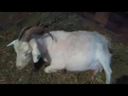 Коза переела