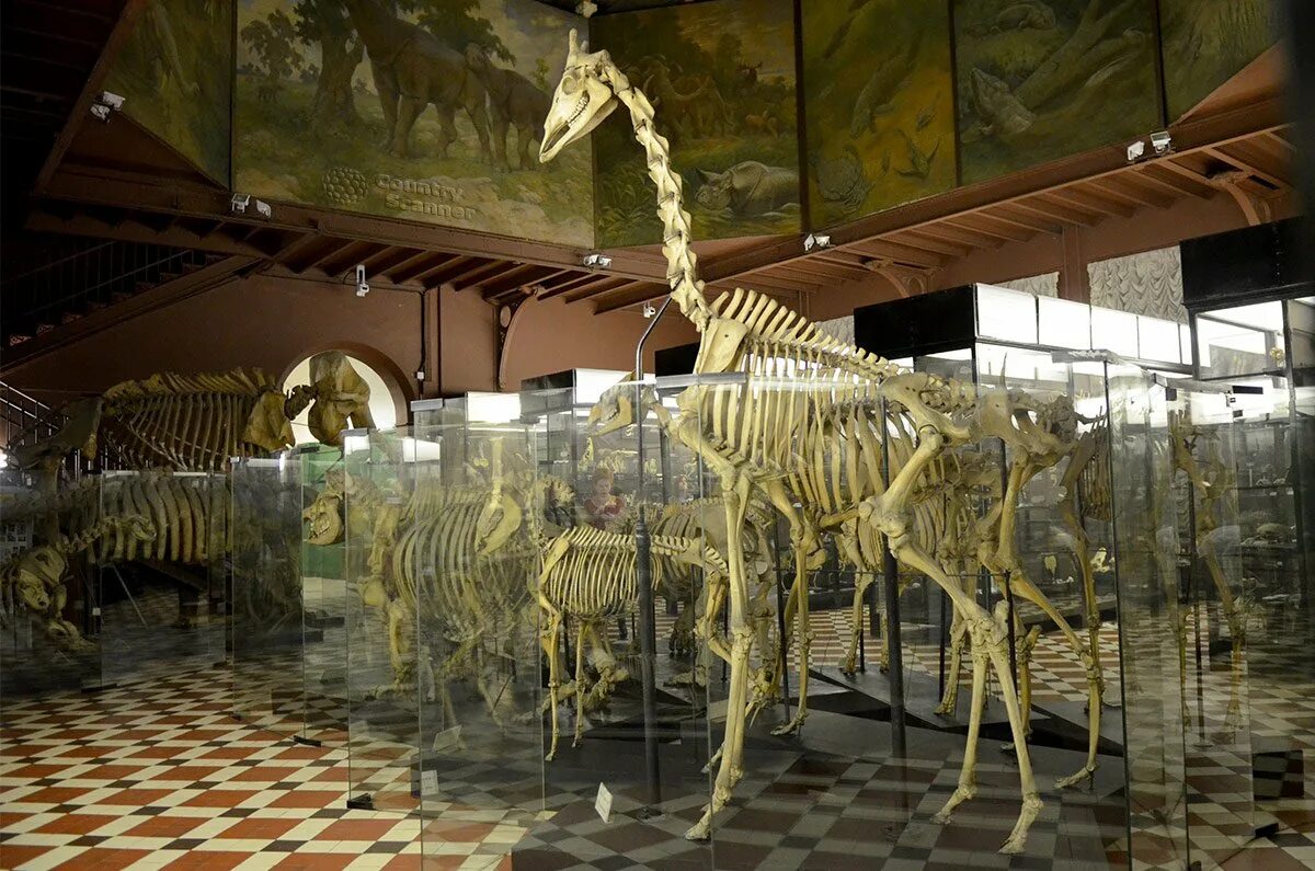 File:Moscow MSU Zoological Museum asv2021-07 img14.jpg - Wikipedia
