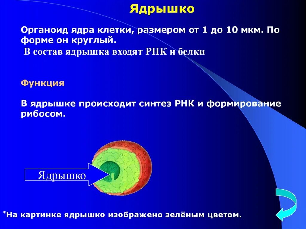 Зачем ядрышко в ядре клетки. Ядро и ядрышко состав. Ядрышко функции. Органоид клетки ядро функции