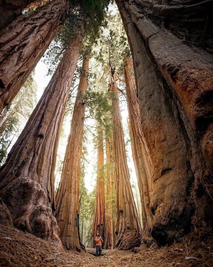 Где растет секвойя на каком. Парк Секвойя Калифорния. Национальный парк Секвойя США. Секвойя дерево парк США. Секвойя дерево Калифорния.
