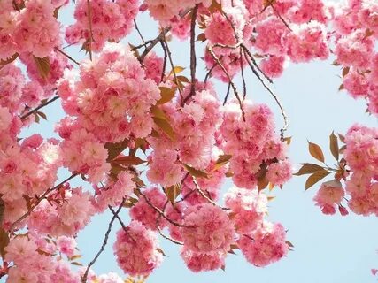 Как называется дерево как сакура