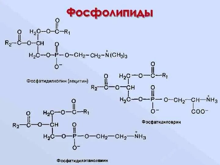 Фосфолипиды макси формула. Фосфолипиды макси формула