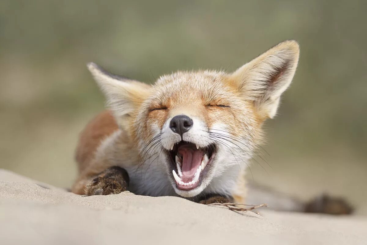 джунипер фокс. смешная лисица. лиса смеется. забавные лисы. лиса.