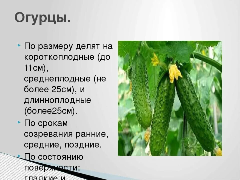 Огурцы размеры. Огурец русский размер f1. Классификация соленых огурцов. Огурец русский размер f1. Килограмм огурцов.