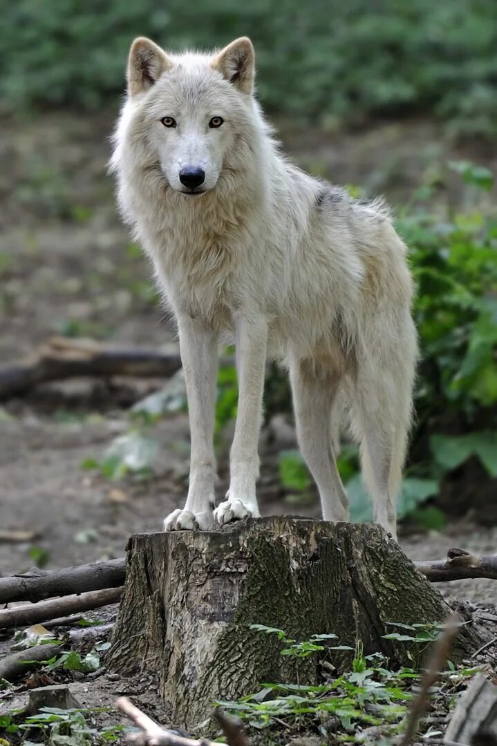 Волк в полный рост. Мелвильский островной волк. Arctic Wolf (Арктический волк). Белый Полярный волк.