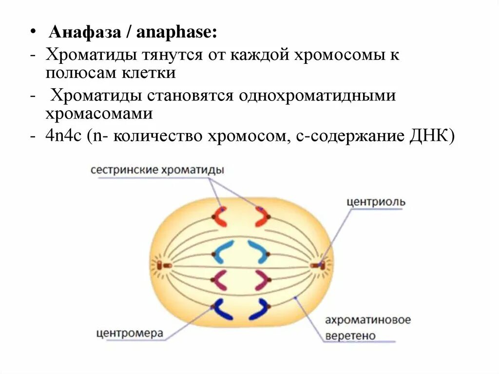 Расхождение центриолей к полюсам клетки происходит. Хроматиды в митозе. Анафаза клетки. Хроматиды раскручиваются у полюсов клетки. Анафаза митоза.