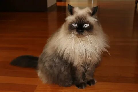 Гималайская кошка