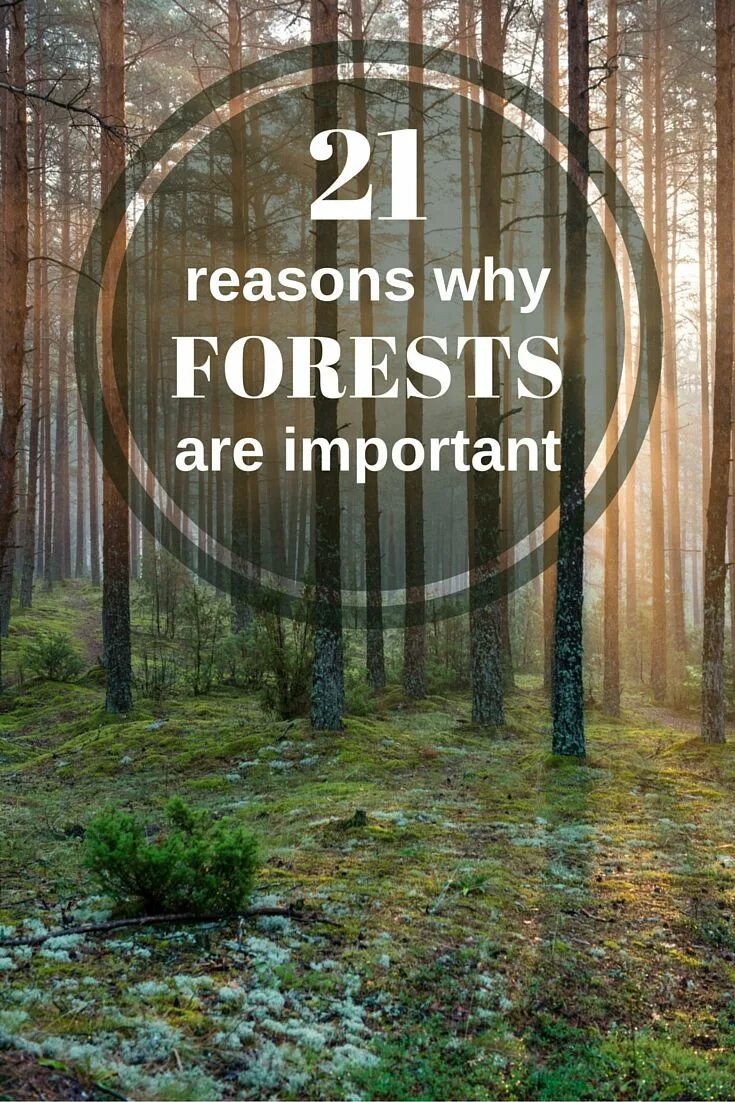 Лесные ванны. Why forest. Фотографии леса. The importance of forests. Сухие деревья в лесу.