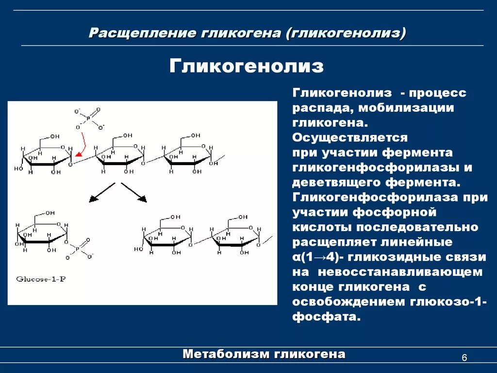 Распад гликогена в печени. Схема реакций расщепления гликогена. Гликогенолиз биохимия ферменты. Распад гликогена биохимия схема. Схему реакций фосфоролитического распада гликогена.