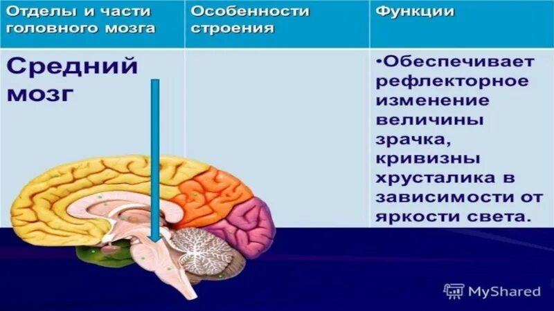 Строение нервной системы тест 8 класс. Обеспечивает изменение величины зрачка. мозг изменение величины зрачка. обеспечение изменения величины зрачка. изменение зрачка и отдел нервной системы.