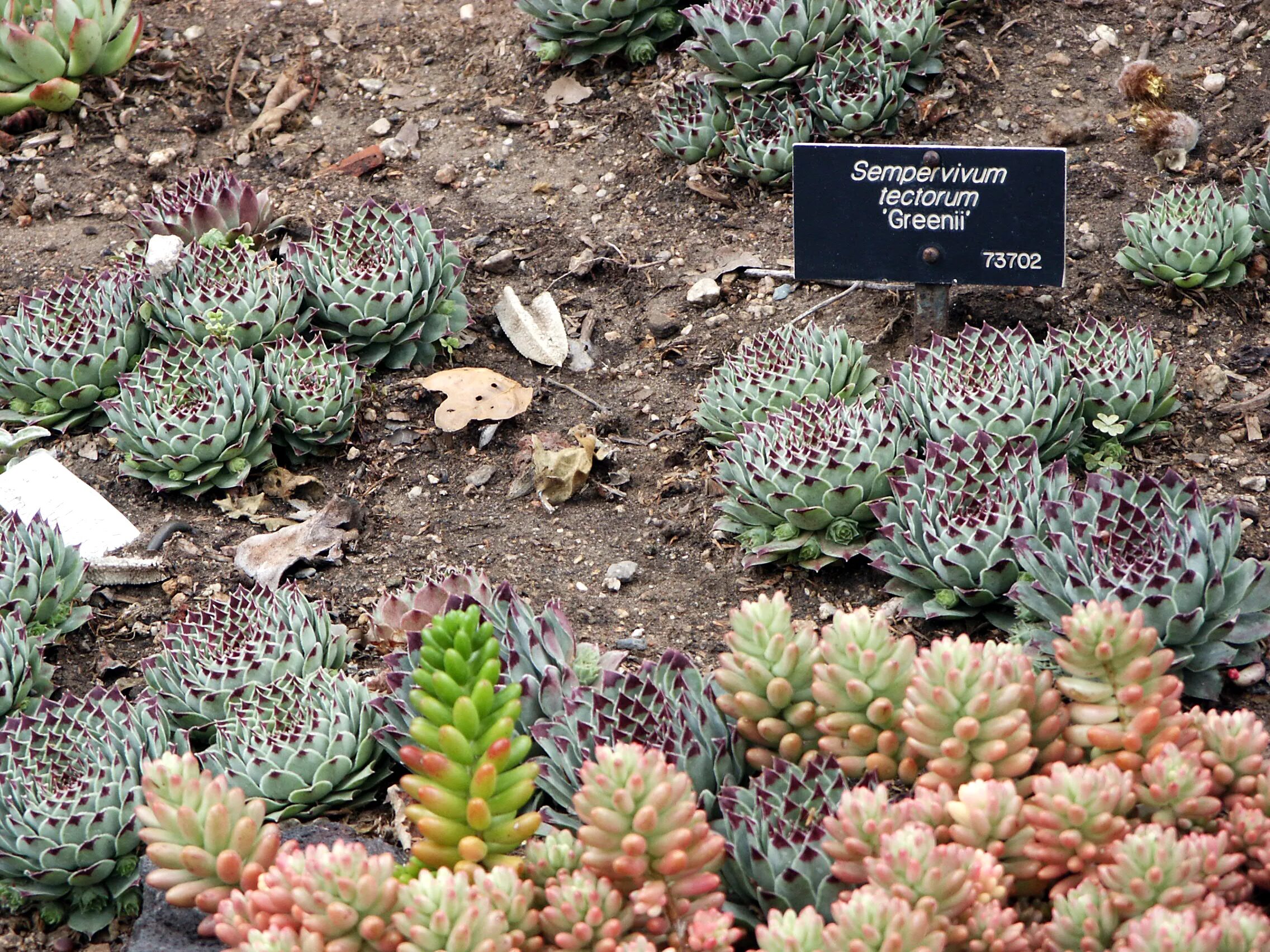 Молодило зимует. Альпийская живучка sempervivum. молодило живучка. calcareum молодило.