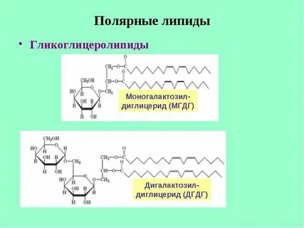 Углеводы липиды презентация