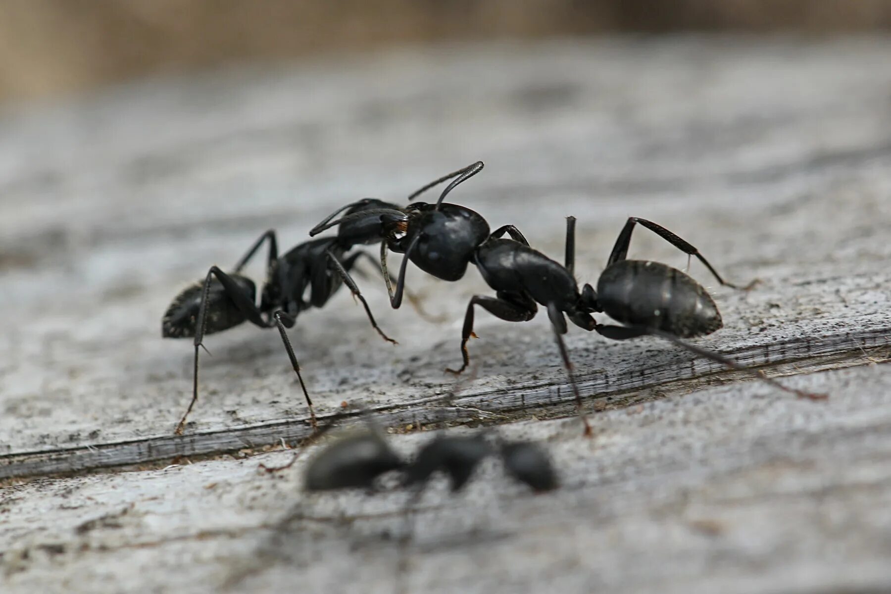 Название армейского муравья. Бурый Лесной муравей Formica Fusca. Муравьи Формика фуска. Муравей Лесной темно бурый. Serviformica Fusca.