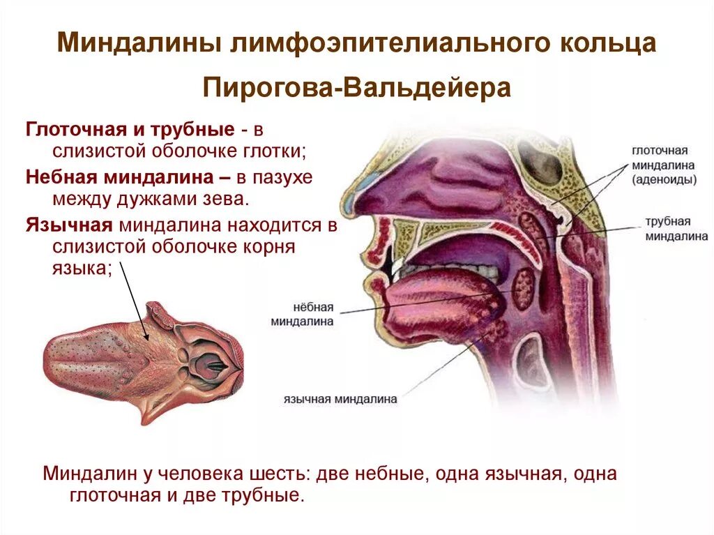 Оболочки стенки глотки. Миндалины лимфоэпителиального кольца Пирогова-Вальдейера. Кольцо Пирогова глоточная миндалина. Функции лимфаденоидного глоточного кольца Вальдейера Пирогова. Миндалины кольца Пирогова Вальдейера.