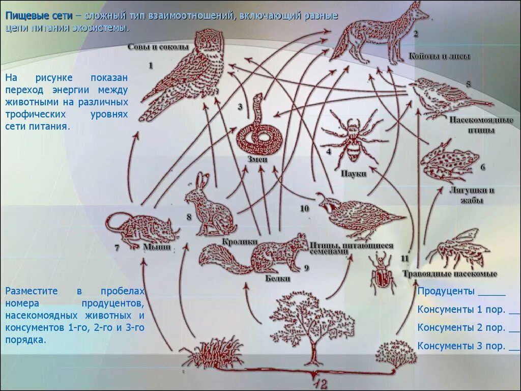 Сеть питания биология 5 класс. Пищевая сеть это в биологии. Трофическая (пищевая) сеть. Трофические связи сети питания.