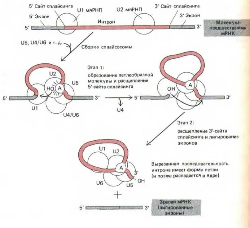 Экзон ру. Сплайсинг РНК механизм. Схема альтернативного сплайсинга у эукариот. Сайты сплайсинга. Мутация сайта сплайсинга.