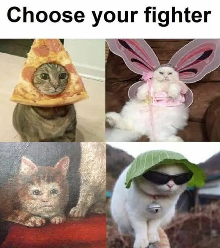 Choose your Fighter Мем. Выбери своего бойца Мем. Выбери своего бойца коты. Выбери своего бойца Мем коты. Choose your first