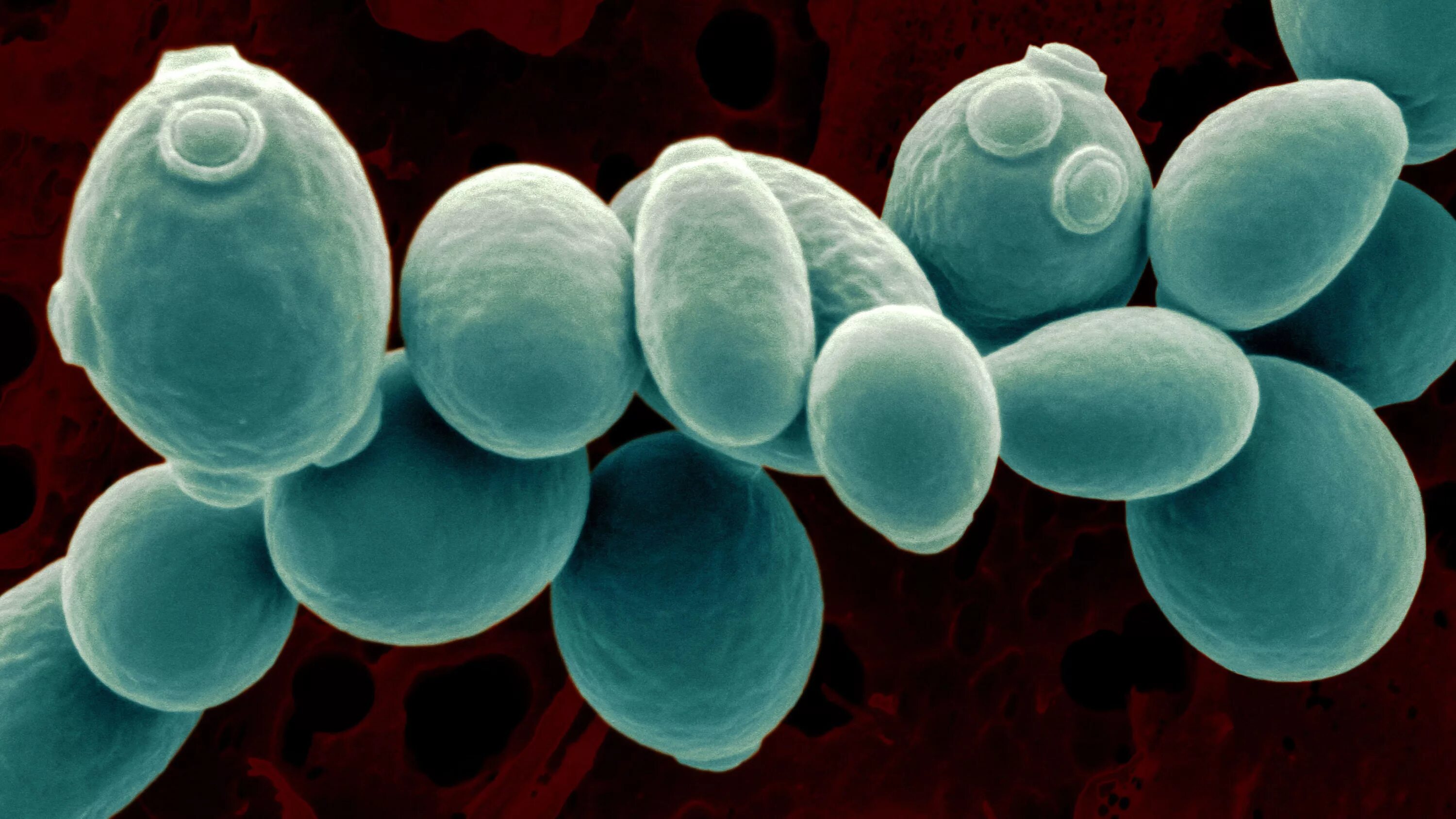 Грибы в биотехнологии. Дрожжи Saccharomyces cerevisiae. Одноклеточные дрожжи Saccharomyces cerevisiae. Одноклеточные грибы дрожжи сахаромицеты. S. cerevisiae дрожжи.