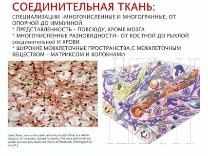 Межклеточное вещество кожи