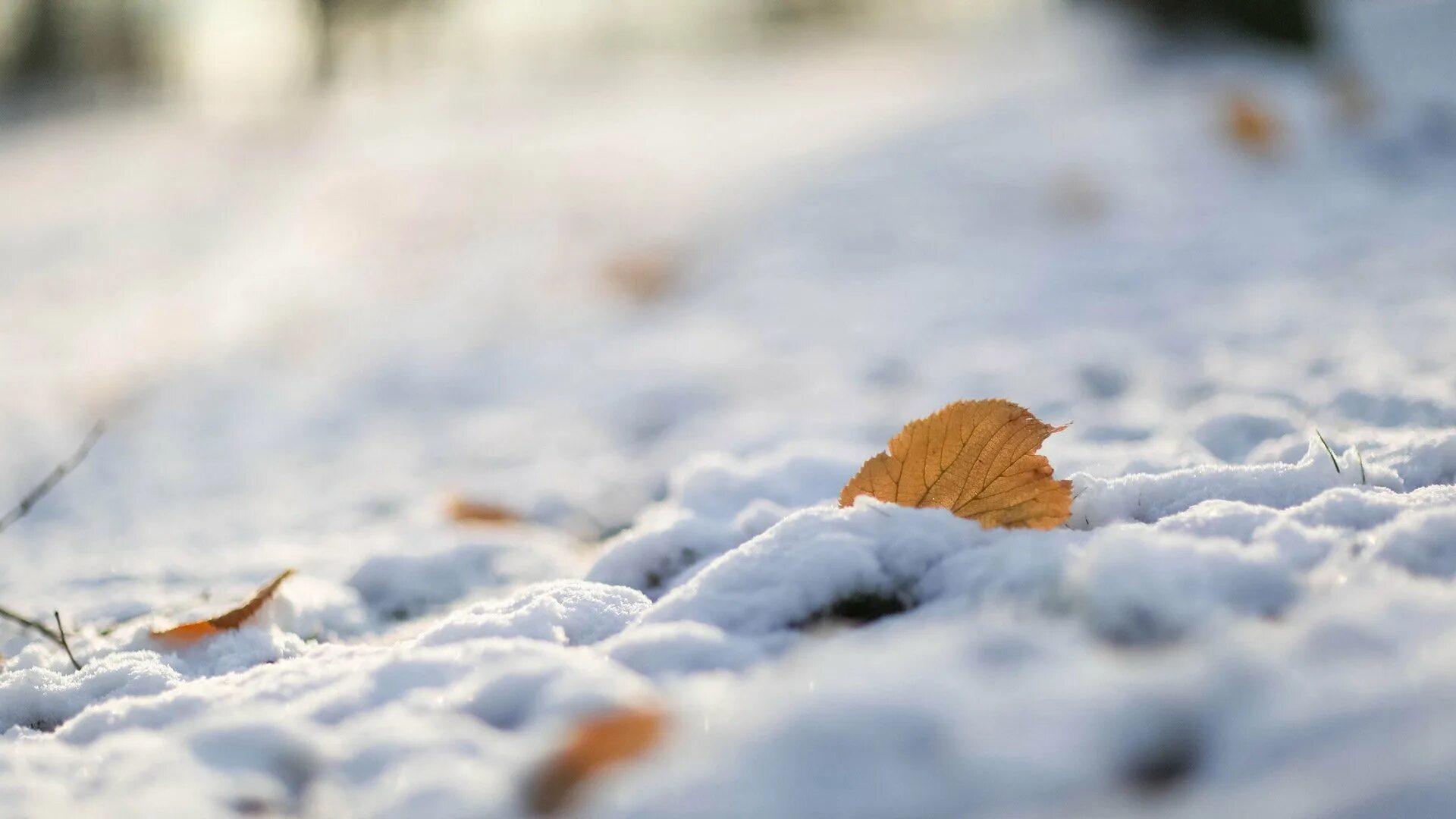 Ноябрь снег. Листья в снегу. Первый снег. Поздняя осень солнце снег. Сугробы листьев