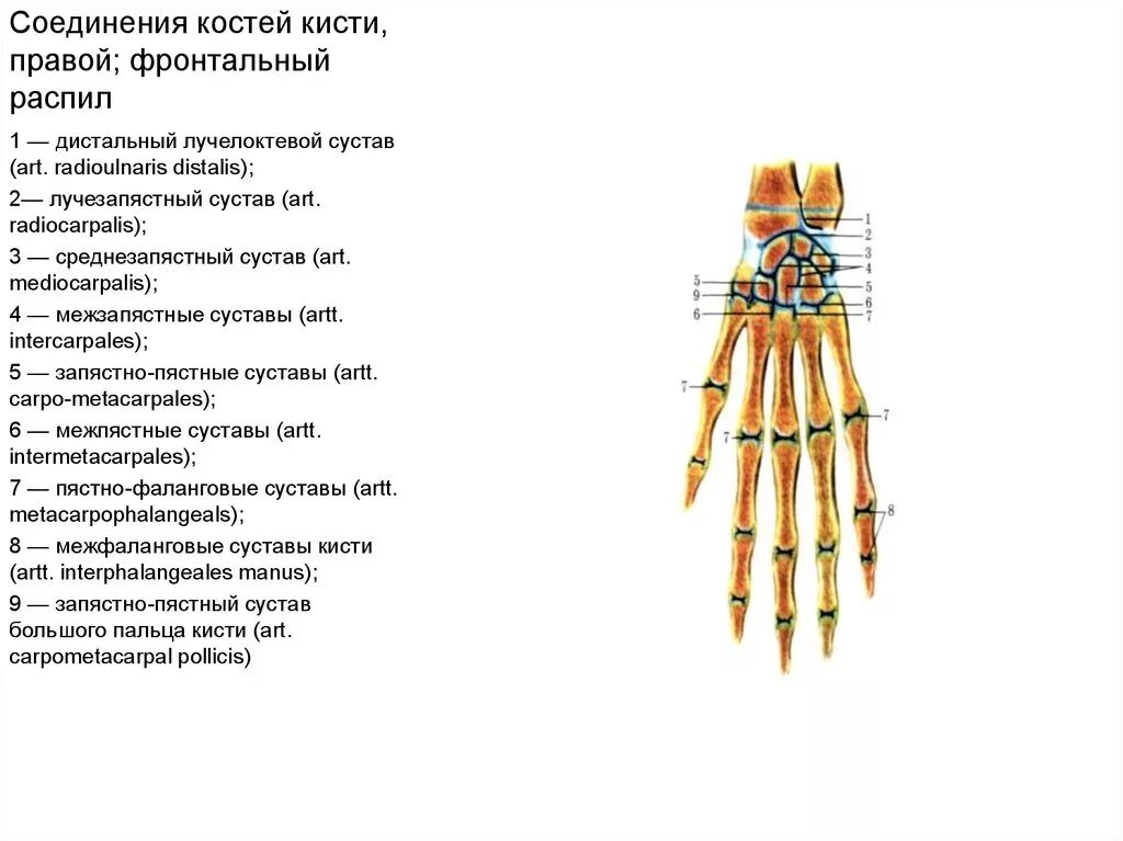 Соединения костей кисти суставы. Соединение костей предплечья лучезапястный сустав и суставы кисти. Связки лучезапястного сустава анатомия. Запястно-пястный сустав характеристика. Соединения костей запястья