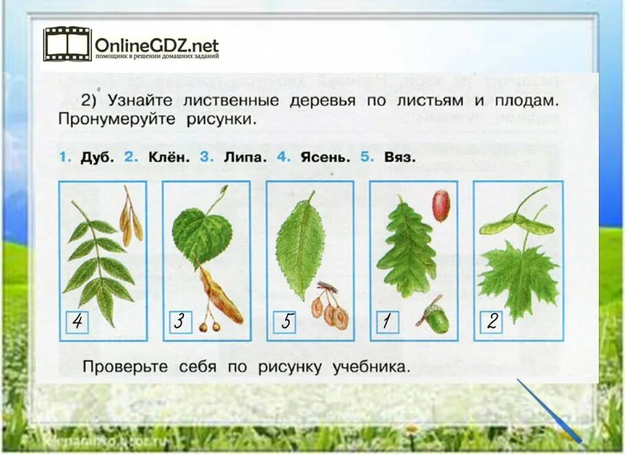 Окружающий мир 1 класс деревья. Лиственные деревья 2 класс окружающий мир. лиственные деревья 1 класс окружающий. задания по окружающему миру лиственные деревья. листья деревьев 1 класс окружающий мир.